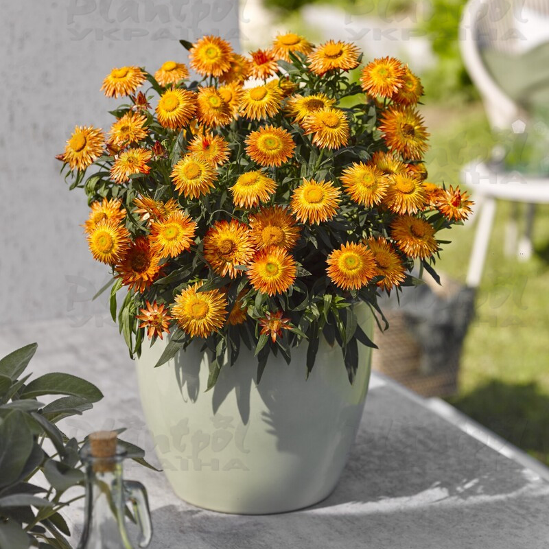 Брактеанта Bracteata Crispy Orange