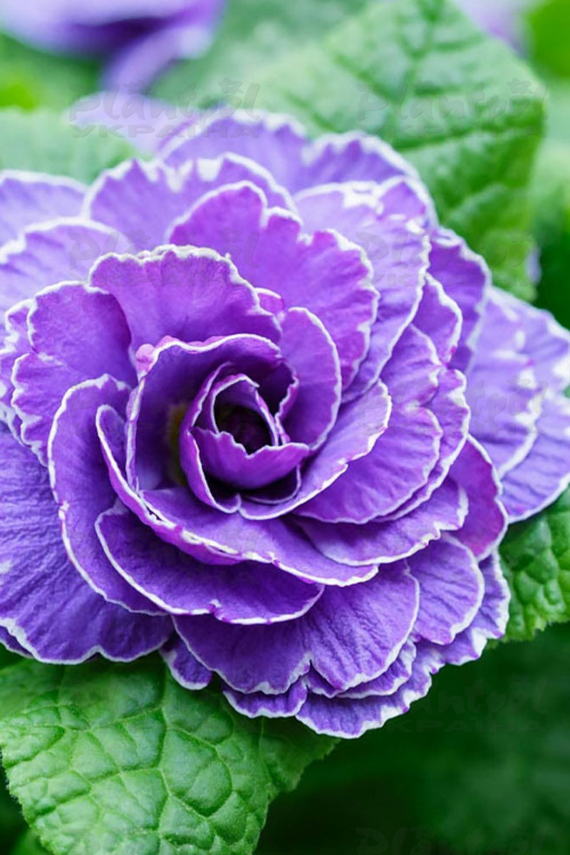 Примула Belarina Amethyst Ice