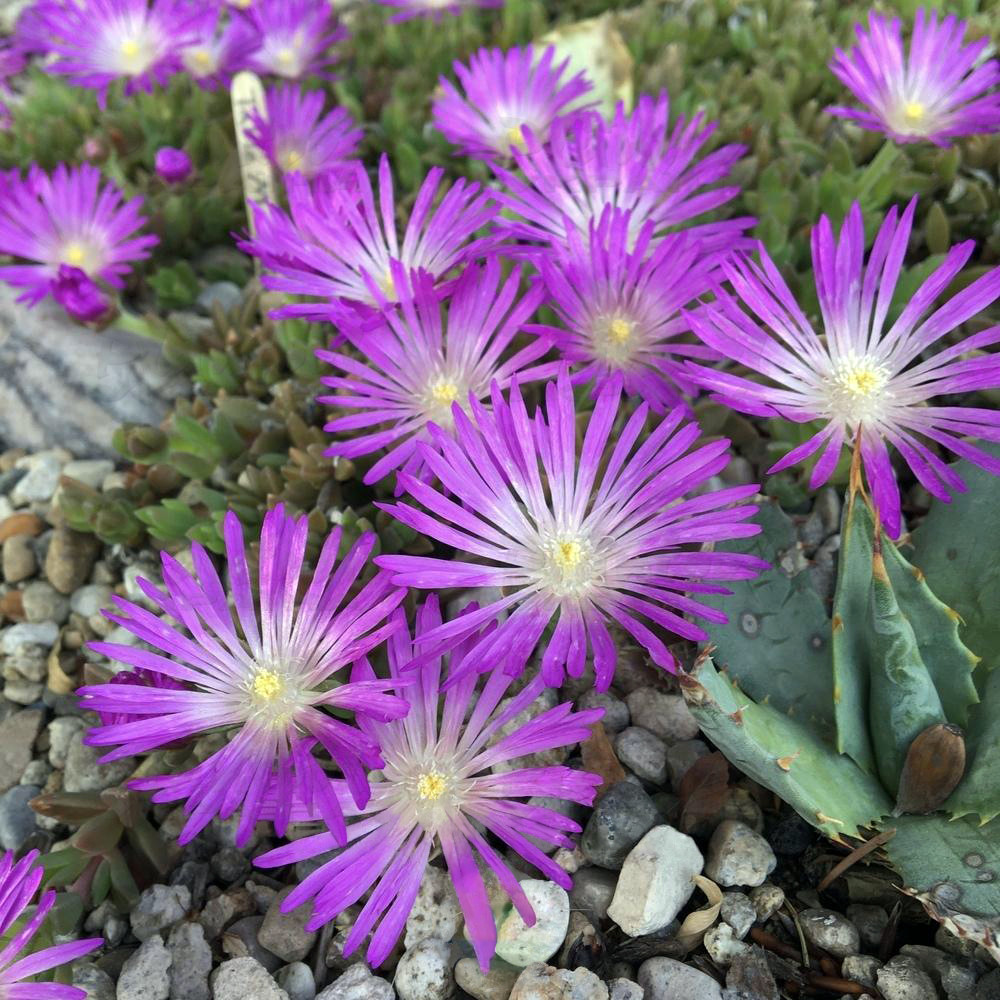 Делосперма Sundella Lavender (Vitroflora)