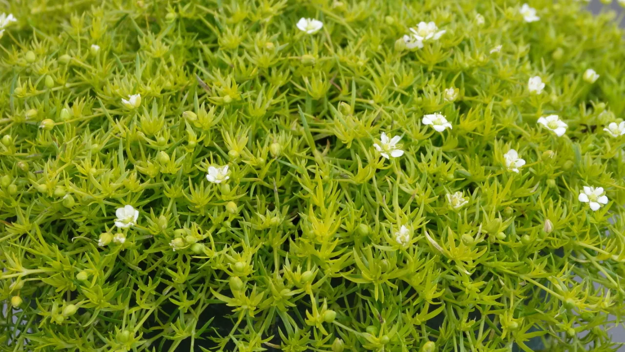 Сагіна Lime Moss