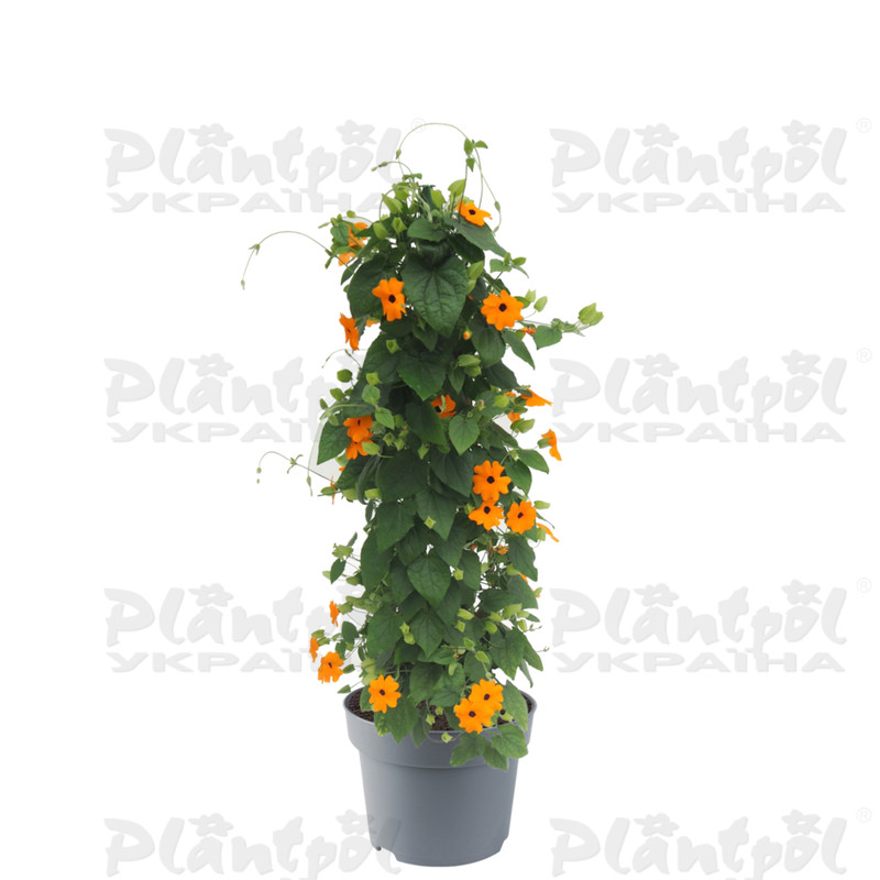 Тунбергія SunEyes Orange