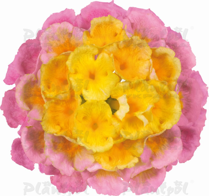 Лантана Bloomify Pink (128 палета/Florensis)