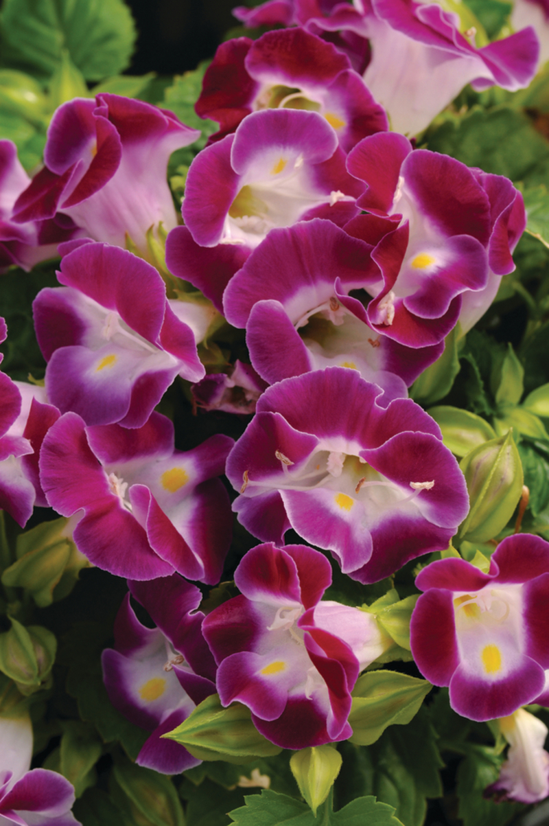 Торенія fournieri Kauai Magenta (288 палета/Florensis)