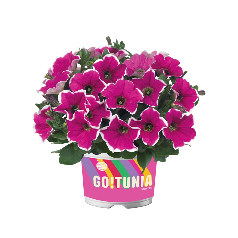Петунія Go-Tunia Rose Picotee