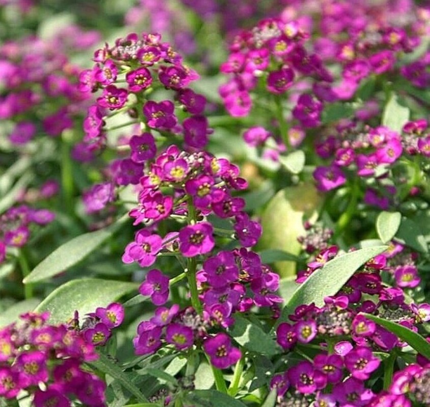 Лобулярія maritima Easter Bonnet Violet