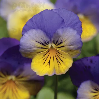 Фото 2