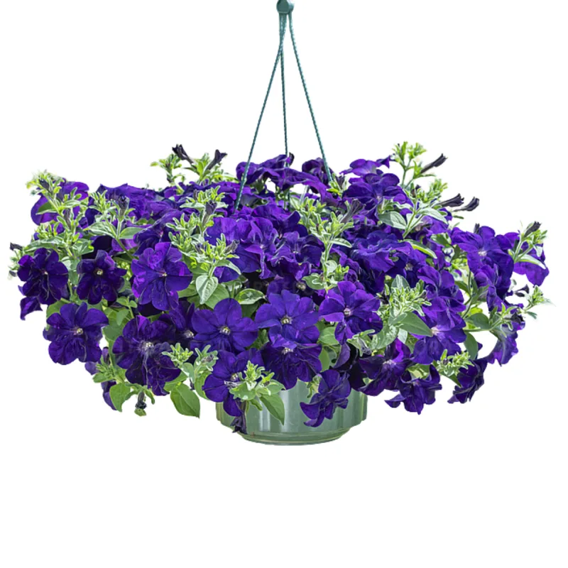 Петунія Fanfare Blue (Vitroflora)