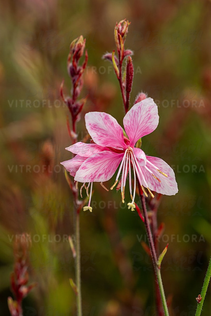 Гаура Cherry Brandy (Vitroflora)