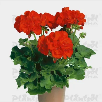 Фото 1