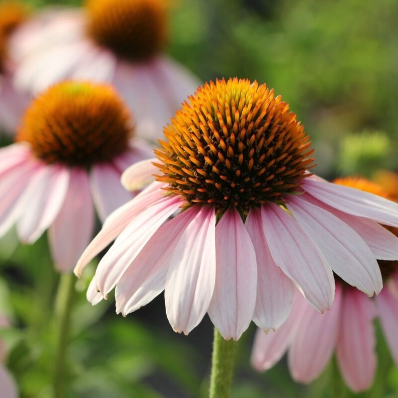 Ехінацея Skipper Pink