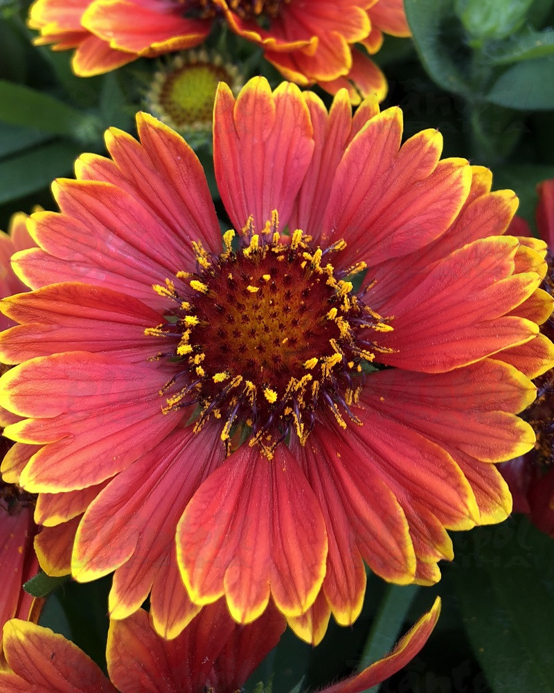 Гайлардія Spintop Yellow Touch (vitroflora)