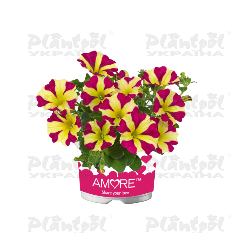Петунія Amore Queen of Hearts