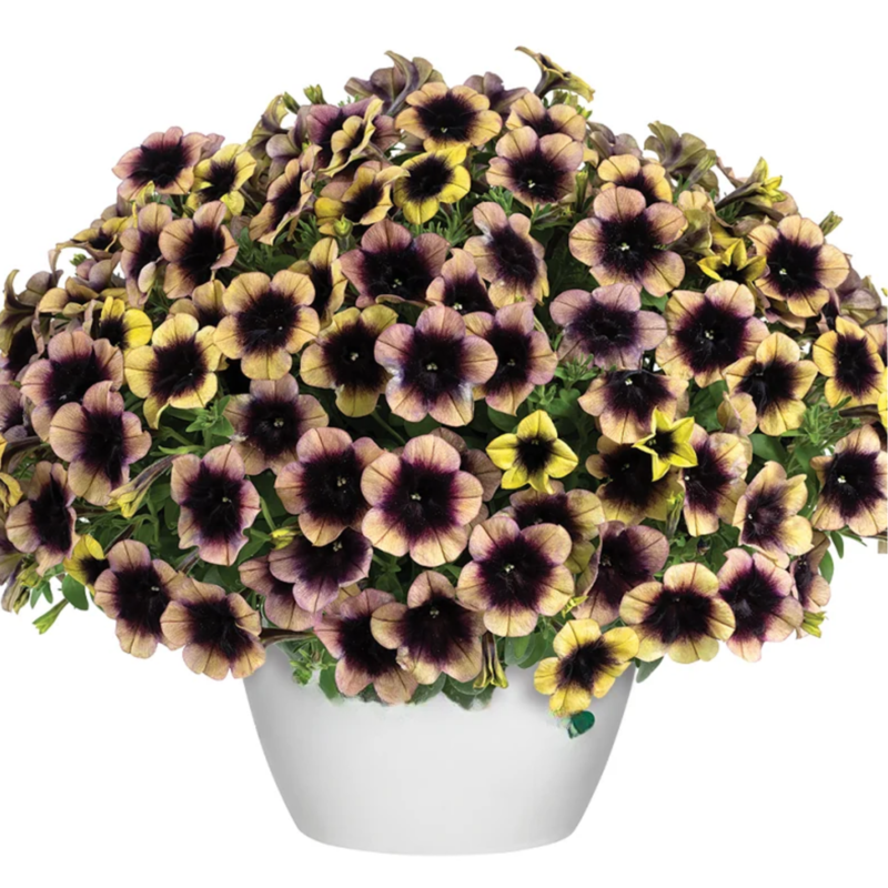 Петунія Supertunia Ray Shadow