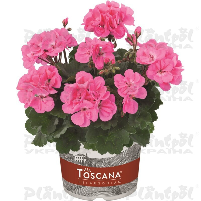 Пеларгонія зональна Dolce Vita Anne Pink