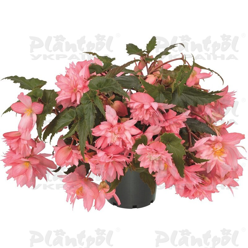 Бегонія Hybrida Funky ™Light Pink (180 палета)