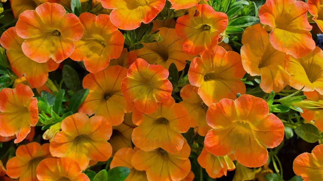Калібрахоа Superbells Honey Peach