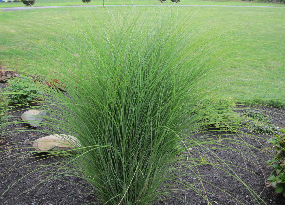 Міскантус sinensis Gracillimus (Vitroflora)
