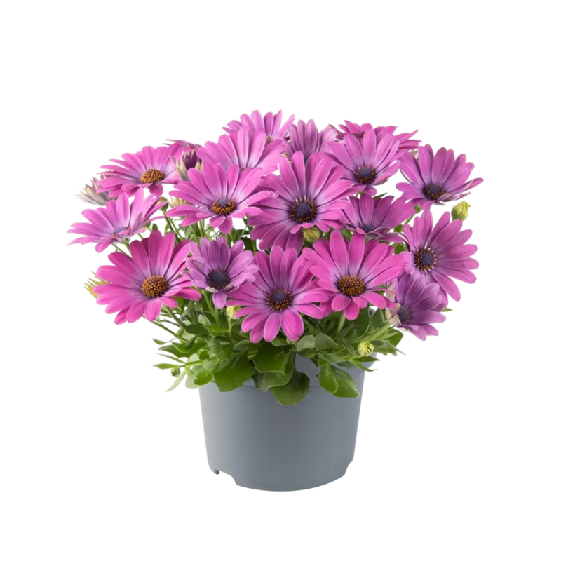 Остеоспермум Dalina Lavender Halo