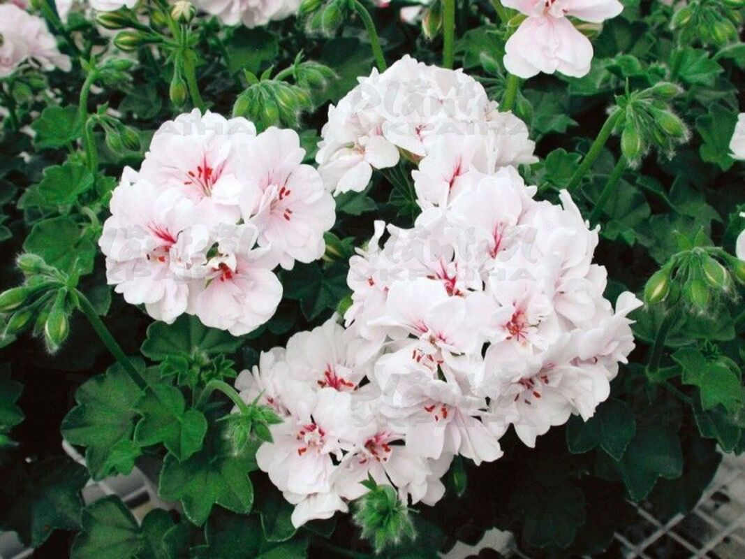 Пеларгонія ампельна Specials Blanche Roche