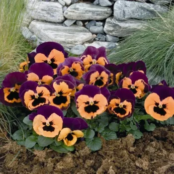 Фото 2