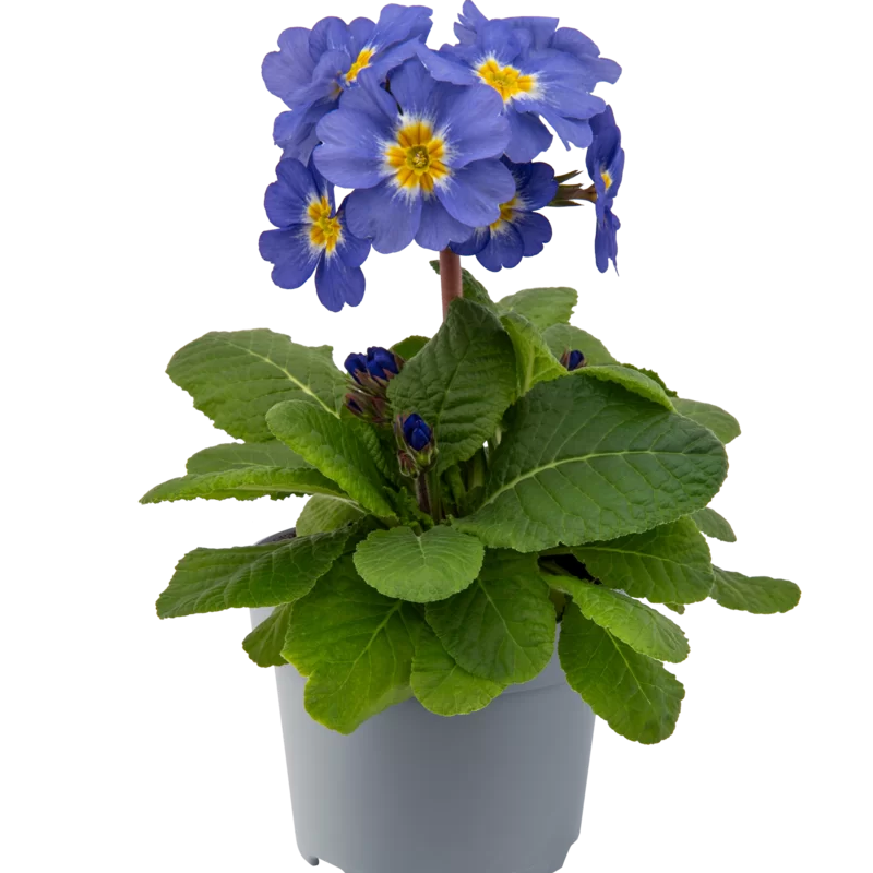 Примула elatior Sibel Elcora Blue (288 палета/Florensis)
