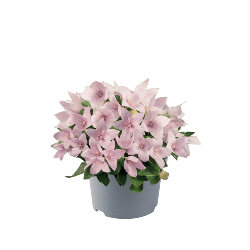 Платикодон grandiflorus Pop Star Pink (180 палета/Florensis)