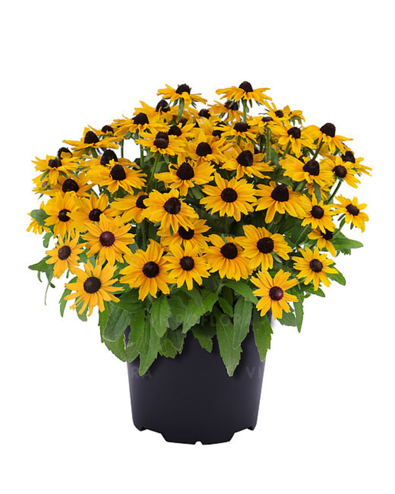 Рудбекія Littlebeckia Sunshine (Vitroflora)