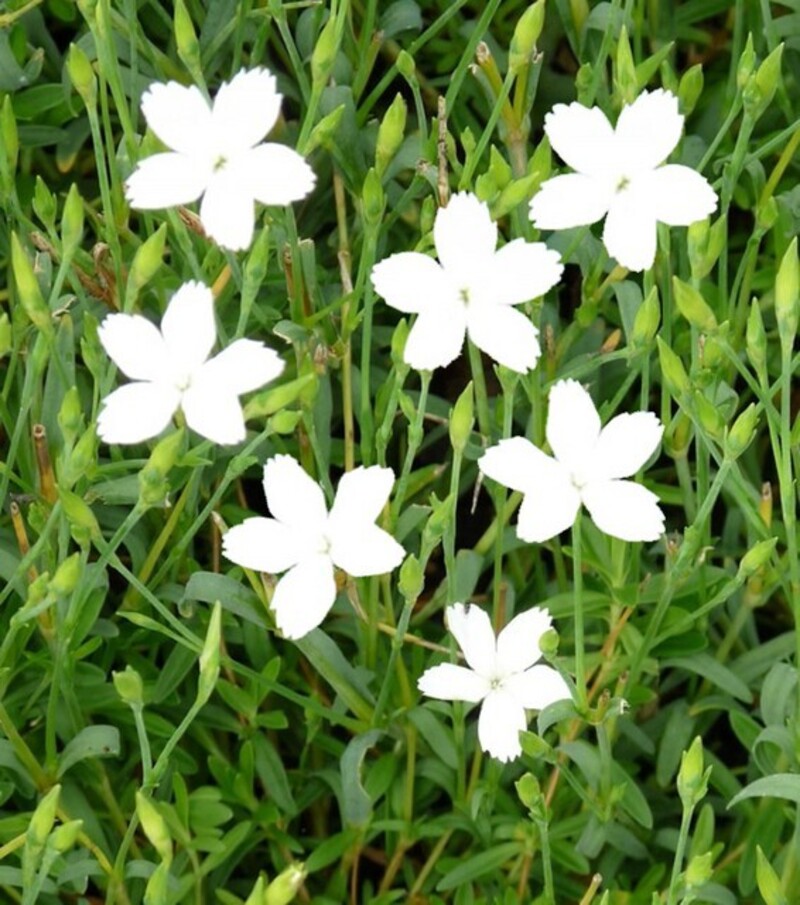 Гвоздика deltoides White (288 палета/Florensis)