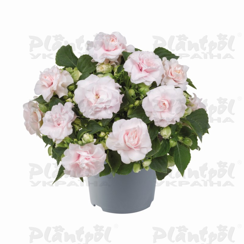 Імпатієнс walleriana Glimmer Appleblossom (128 палета/Florensis)
