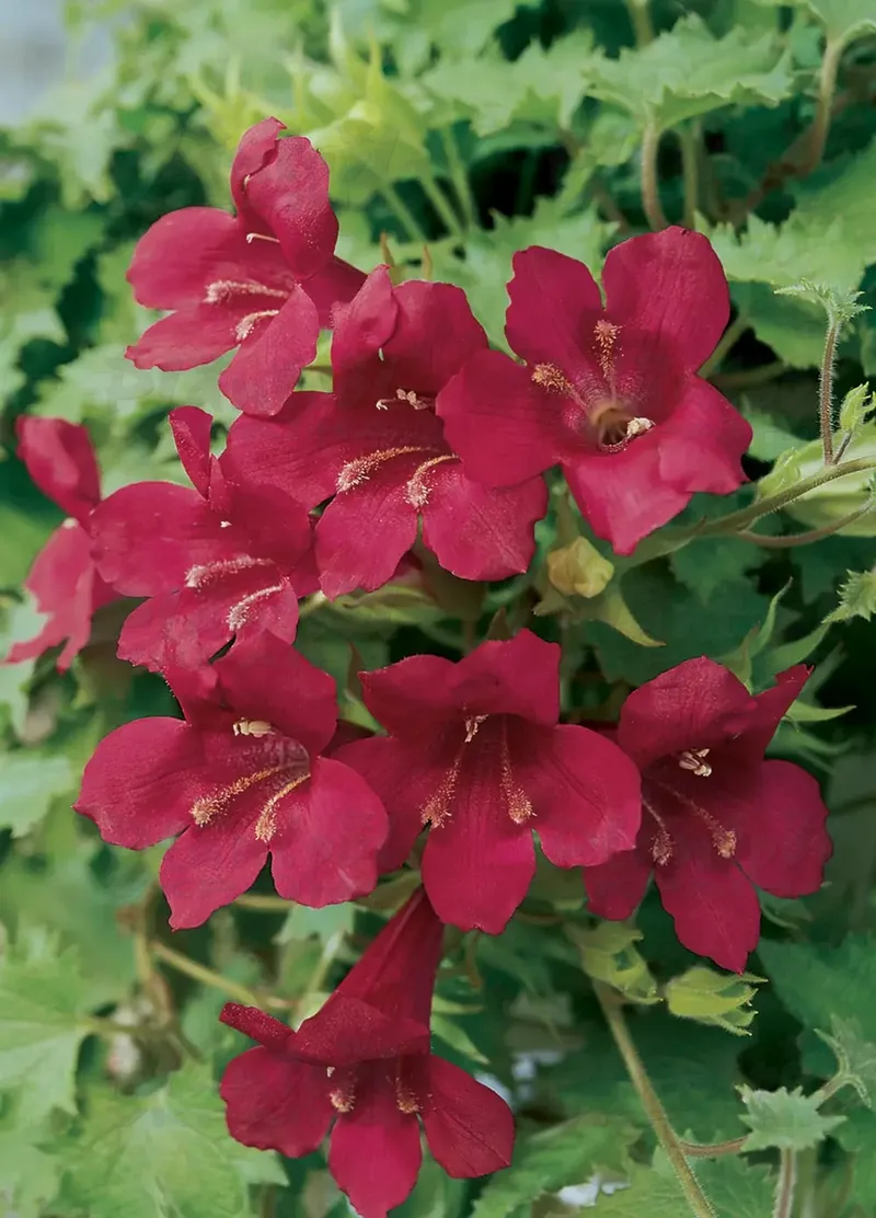 Лофоспермум Lofos Wine Red