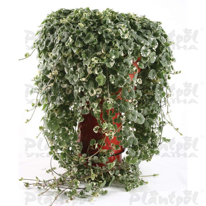 Глехома Hedera
