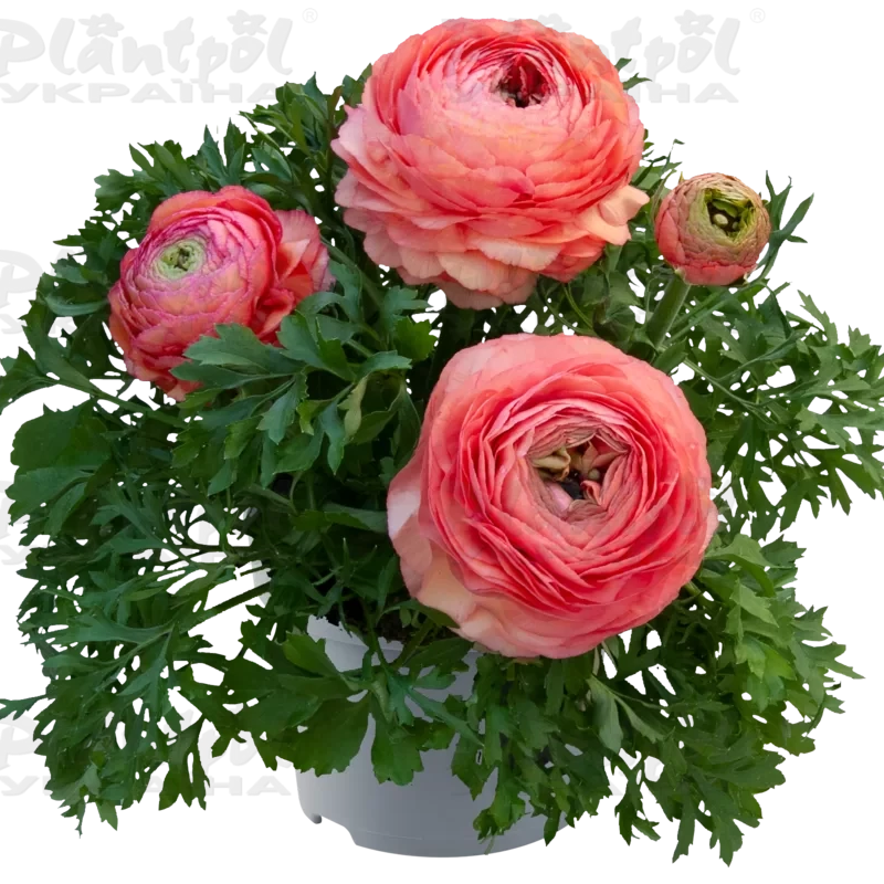 Жовтець Ranunculus Vortex F1 Champagne Rose (180 палета/Florensis)
