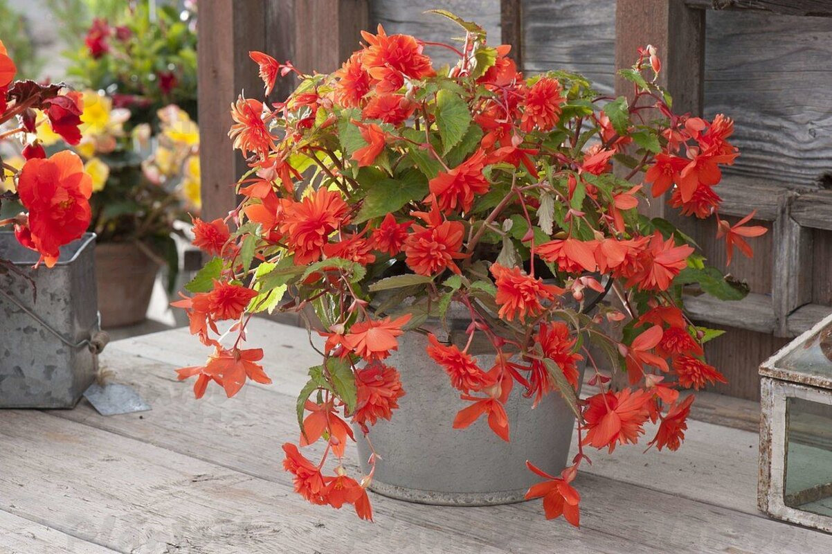 Бегонія Belleconia Hot Orange