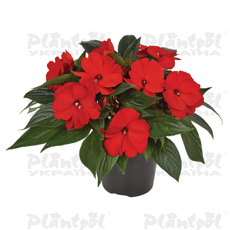 Імпатієнс New Guinea Clockwork GL Red