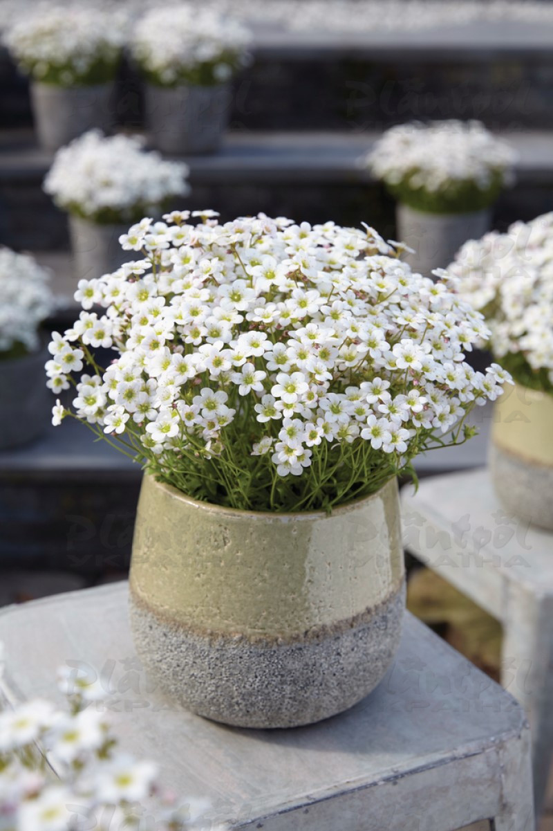 Саксіфрага Ice Colors Pearl White