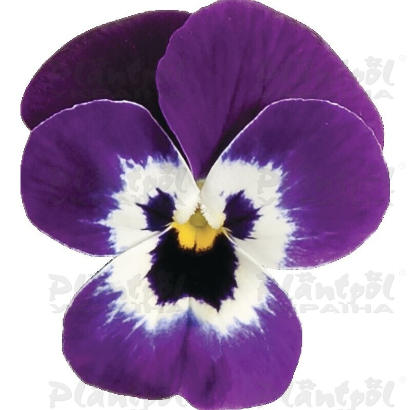 Віола cornuta EVO Mini F1 Purple Face