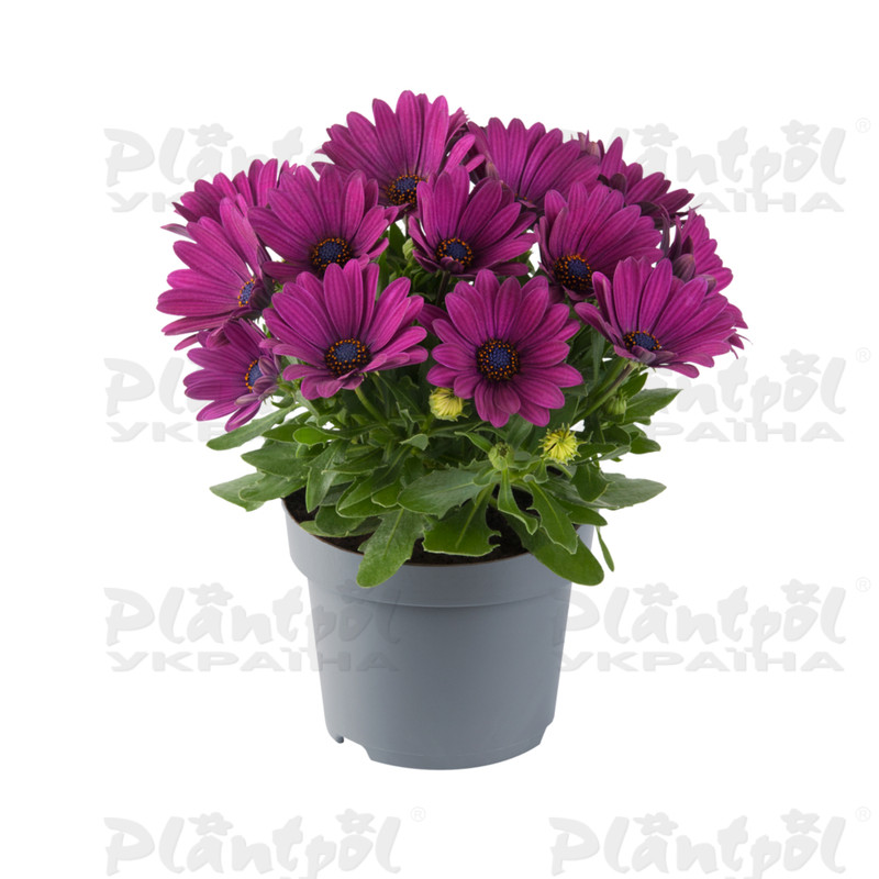 Остеоспермум Dalina Purple
