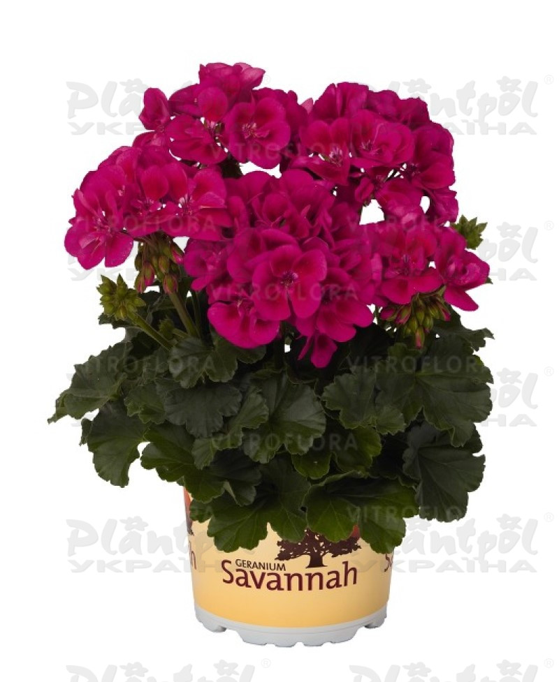 Пеларгонія зональна Savannah TexMex Merlot Sizzle