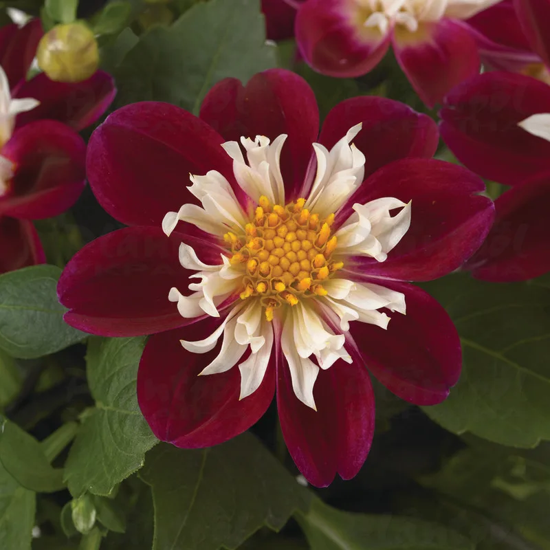 Фото 2