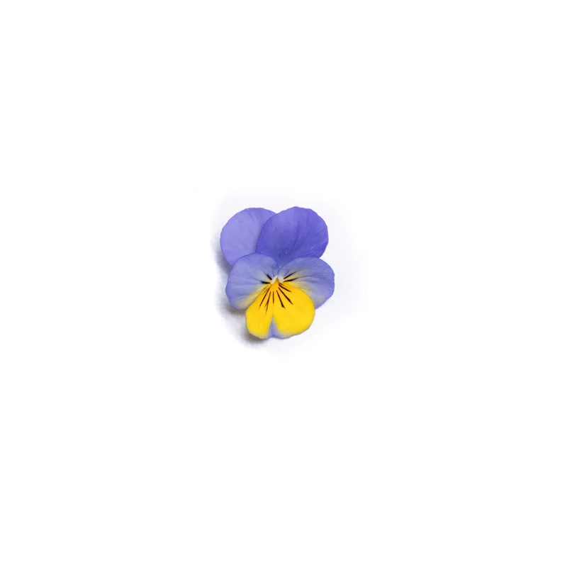 Віола cornuta Vivaldi F1 Blue Yellow (288 палета/Florensis)