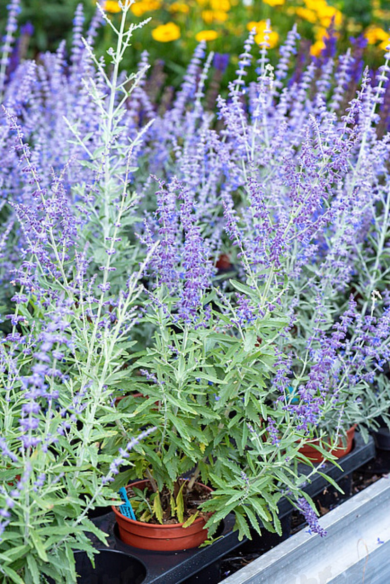 Перовськія Zasha (Vitroflora)