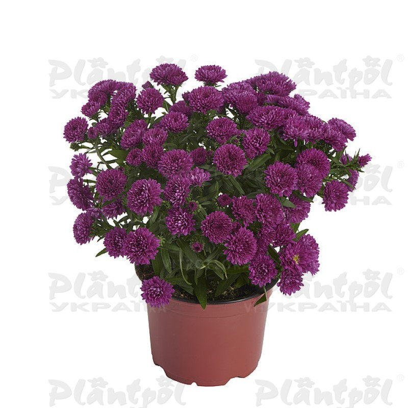Айстра Showmakers Magenta