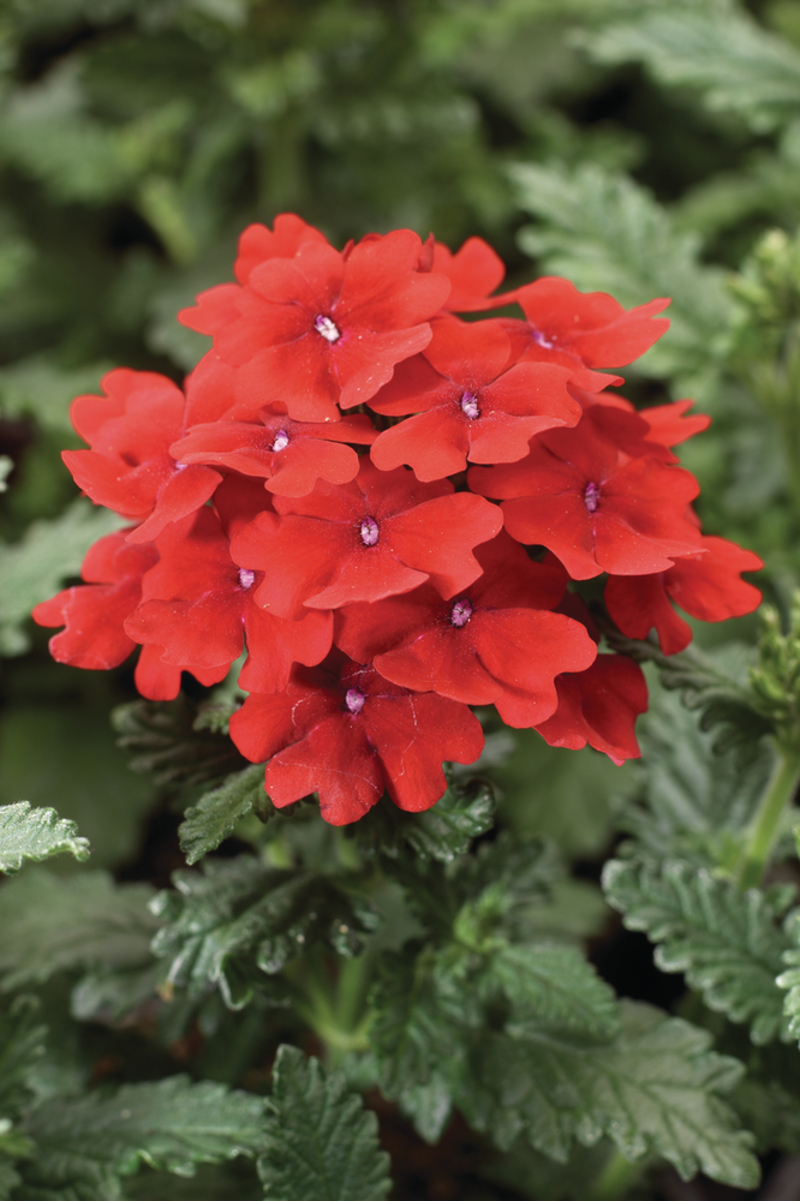Вербена hybrida Obsession® Scarlet (510 палета/Florensis)
