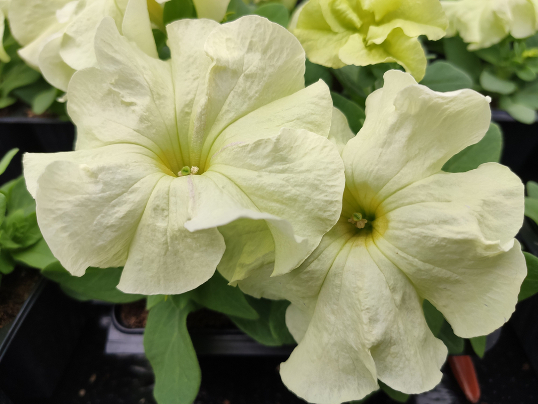 Петунія grandiflora Pacta Parade Lemon