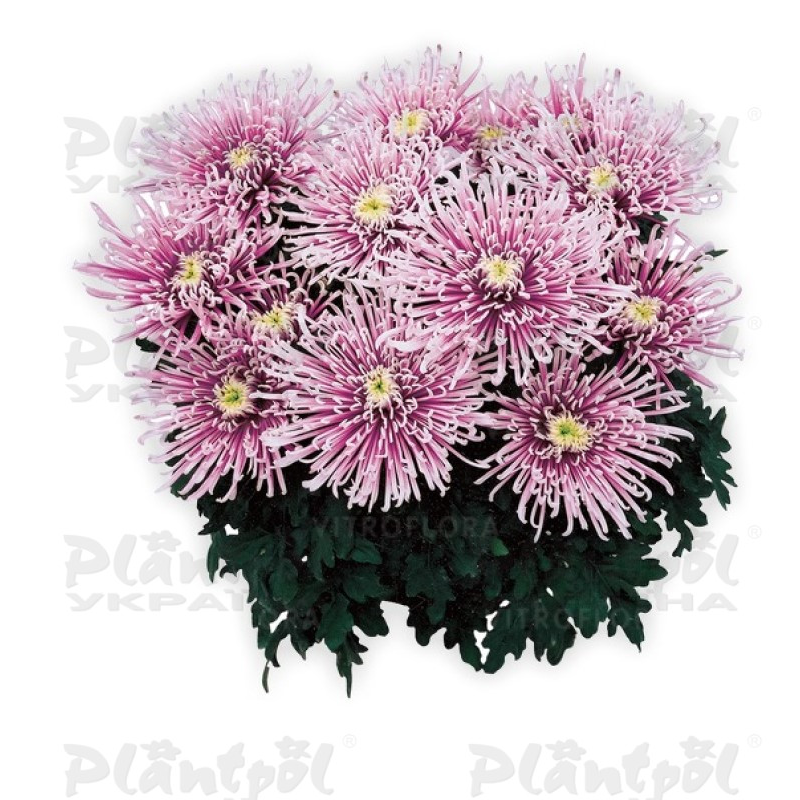 Хризантема великоквіткова горшкова Chusan Violet (Vitroflora)