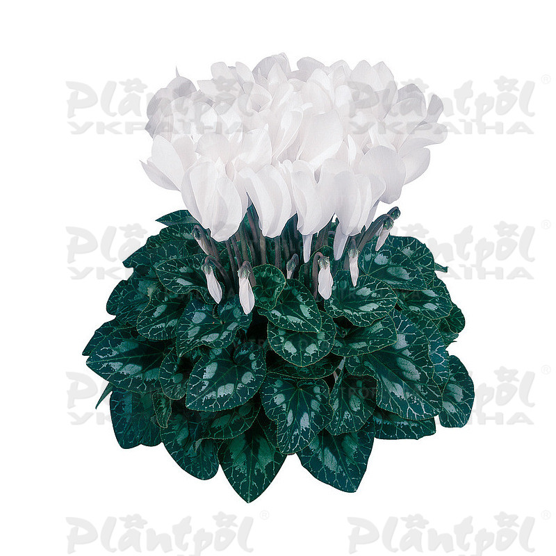 Цикламен Halios HD Blanc Pur (Pure White)