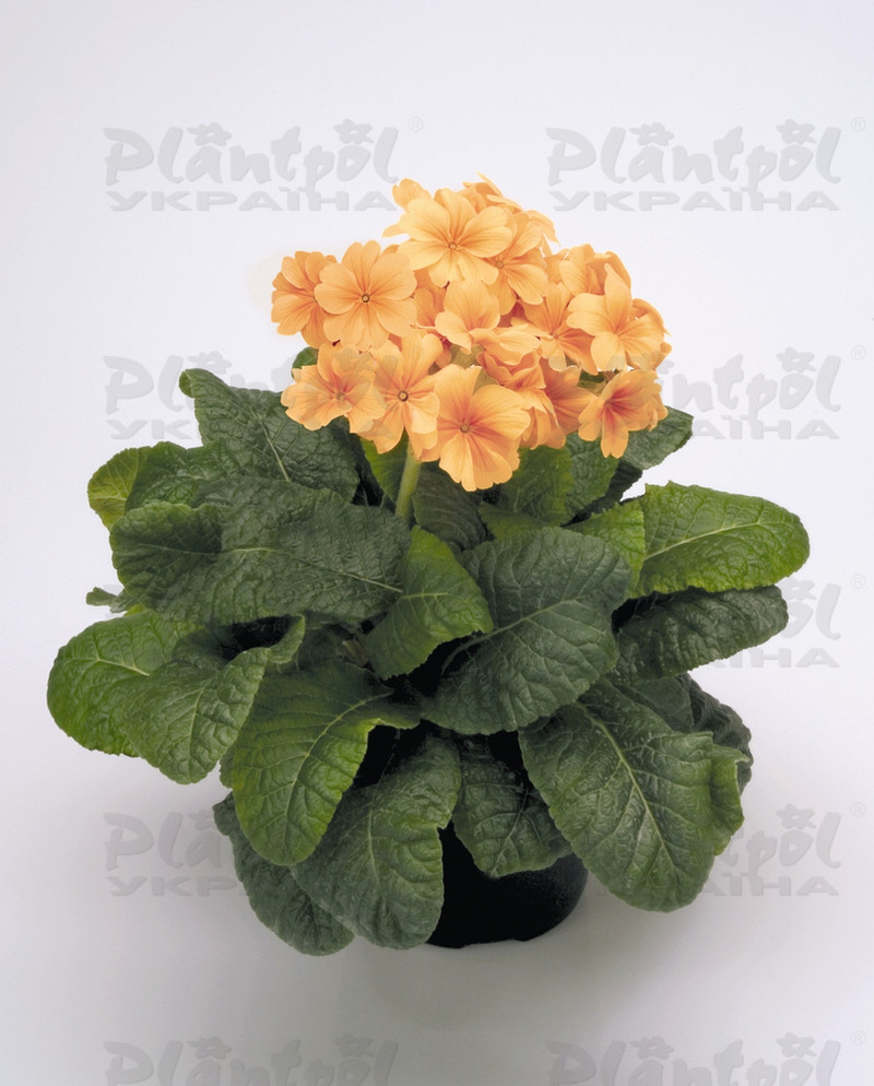 Примула elatior Crescendo F1 Orange