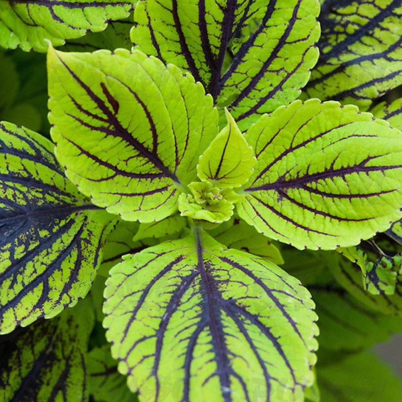 Колеус Caipirinha