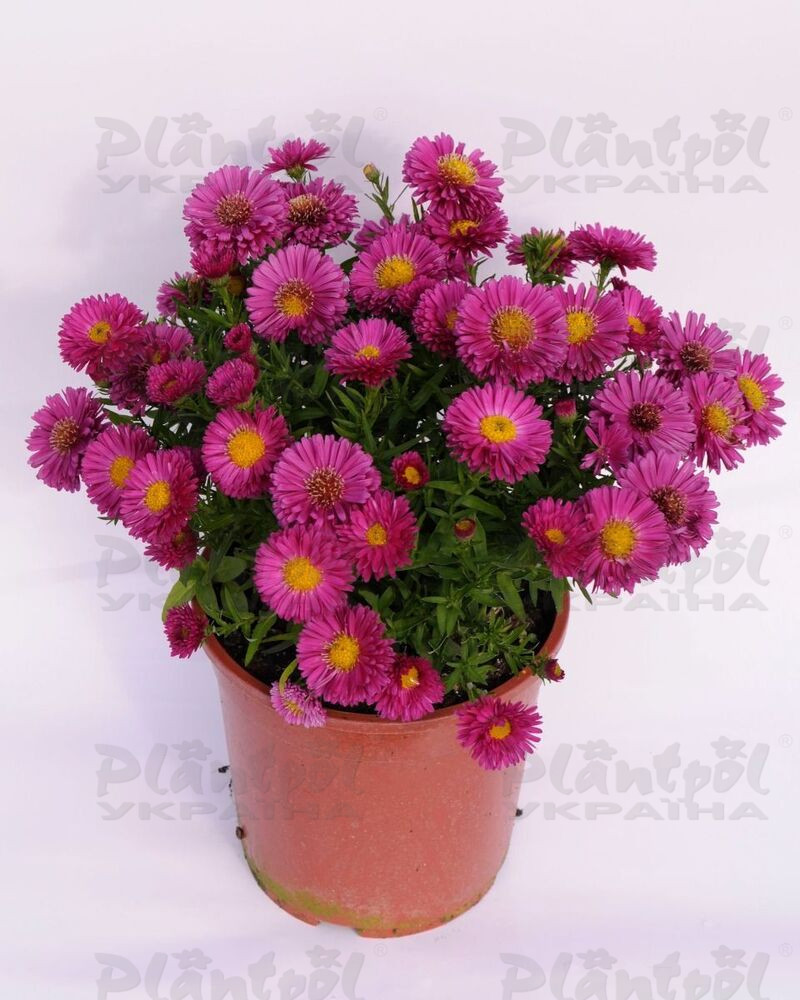 Айстра Granat (Plantpol)