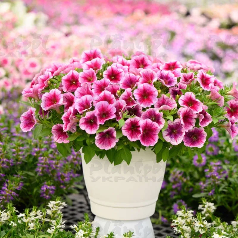 Фото 2